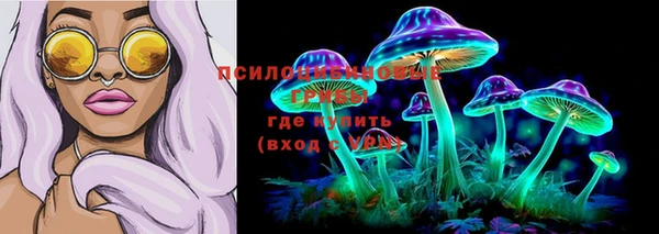 крисы Корсаков